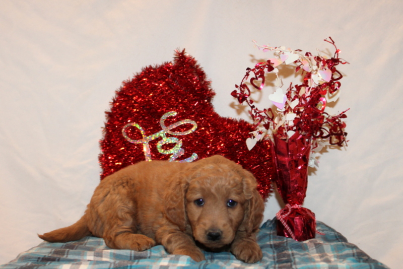 puppy, for, sale, Mini Goldendoodle F2, Matthew B. Stoltzfus, dog, breeder, Gap, PA, dog-breeder, puppy-for-sale, forsale, nearby, find, puppyfind, locator, puppylocator, aca